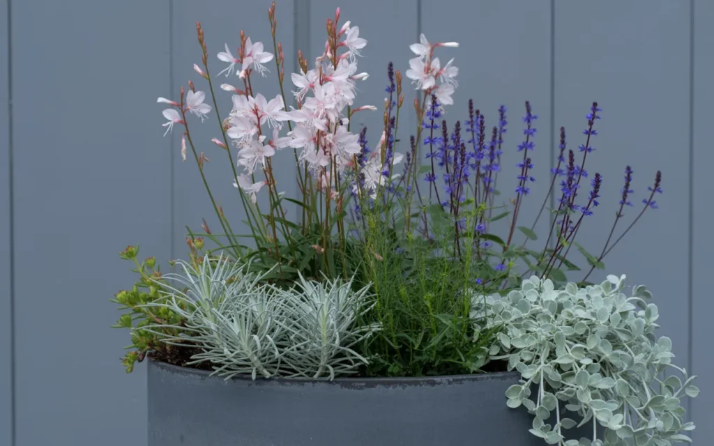 Annual Flowers In Containers