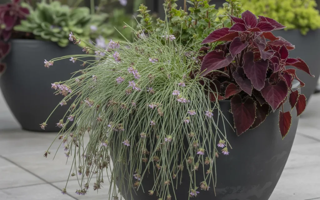 Shade Annual Flowers
