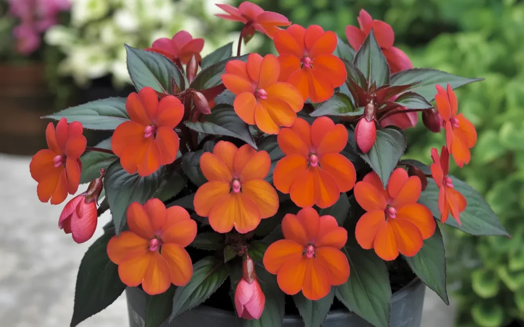 Shade Annual Flowers