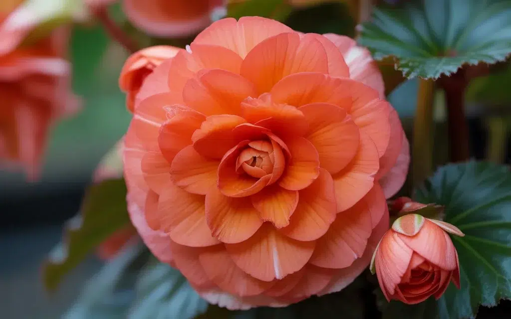 Shade Annual Flowers