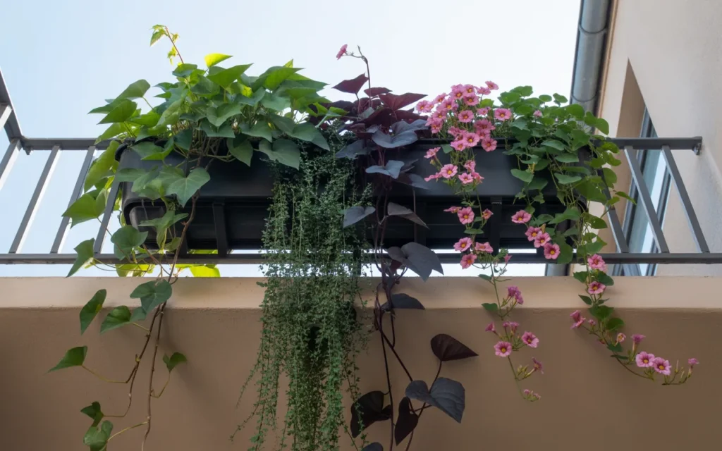 Balcony Flower Box