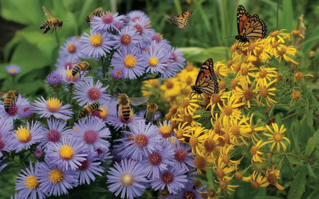 Bee-And-Butterfly-Garden-Layout