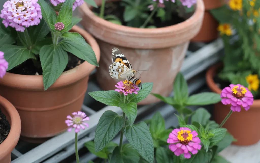 Bee-And-Butterfly-Garden-Layout