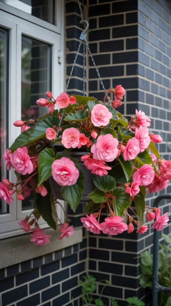 Pink Flowers-on-Balcony