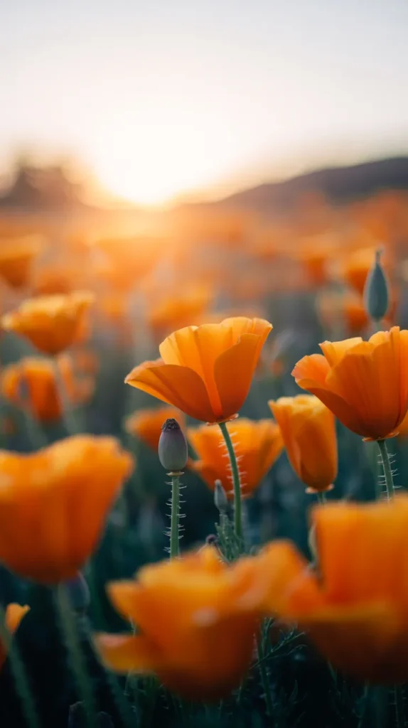 Beautiful-Colorful-Flowers