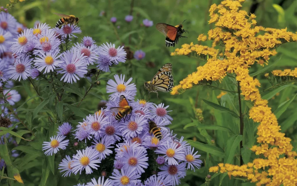 Butterfly-Bee-Garden