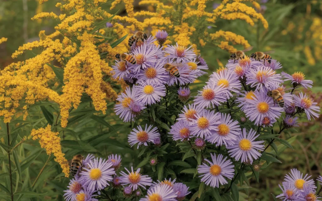 Bee-Garden-Design-Layout