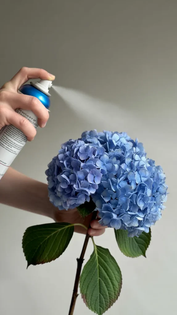 How To Dry Hydrangea Flowers