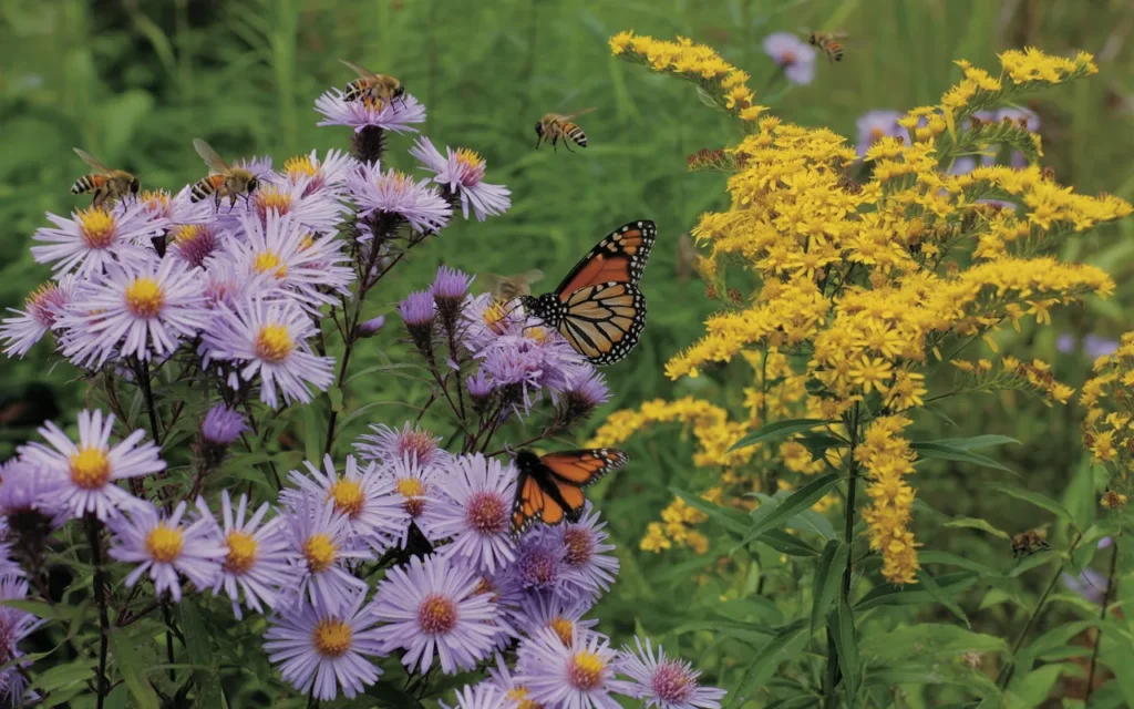 Butterfly-And-Bee-Garden