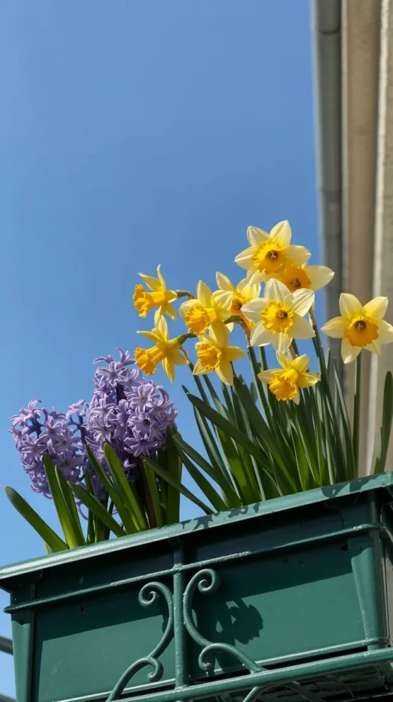 French Balcony-Flowers