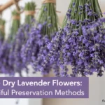 how to dry lavender flowers