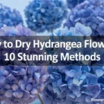 how to dry hydrangea flowers