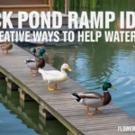 duck pond ramp ideas