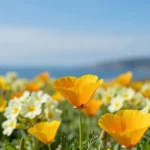 10 Beautiful State Flowers and Their Meanings: a Garden Guide